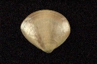 藏品(普通文蛤)的圖片